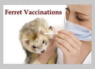 Ferret Vaccinations