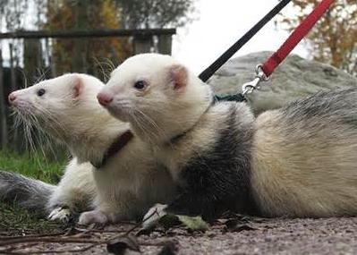 types of ferrets
